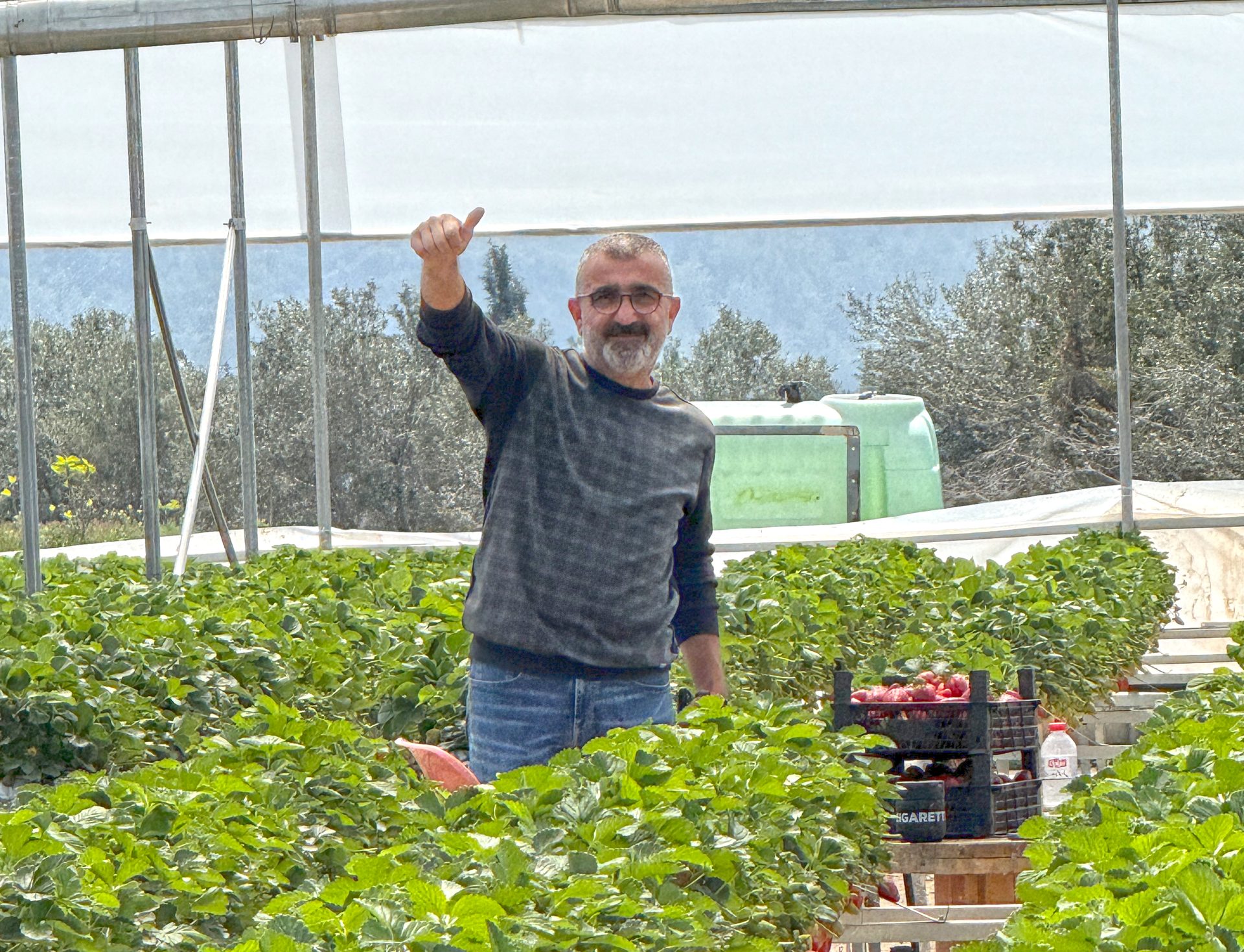 Adana’Salbaş’ta Dalından Çilek Toplama Günleri Başladı!